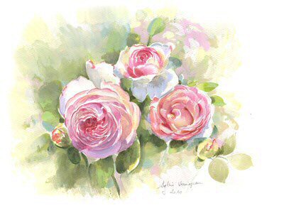 Roses Pierre de Ronsard 4